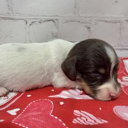 Eve - Chocolate and cream female Dachshund puppy in Colbert, Oklahoma from Brooke Crenshaw