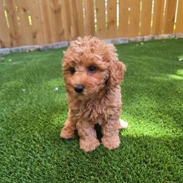 Hazel - Apricot female Poodle puppy in Kannapolis, North Carolina from Carolina Great Danes & Toy Poodles