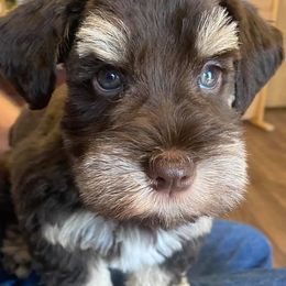 Miniature Schnauzer Puppies from Beyond Blessed Pawz