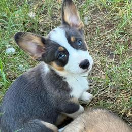 Poison ivy - Blue female Pembroke Welsh Corgi puppy in Millsap, Texas from Punchy Pembroke Ranch