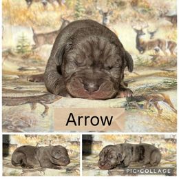 Arrow - Blue merle male Catahoula Leopard Dog puppy in Forbes, Minnesota from North Country Catahoulas