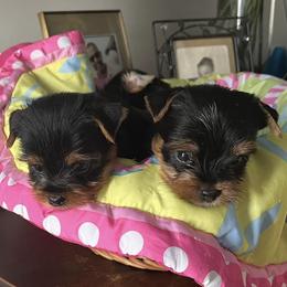 Yorkshire Terriers from Betty's Precious Babies