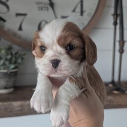 Bentley - Blenheim male Cavalier King Charles Spaniel puppy in Stevens, Pennsylvania from Jodi's Cavalier King Charles Spaniels and Cavapoos