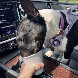 Bull Terrier Puppies from Lynn Hill Bull Terriers