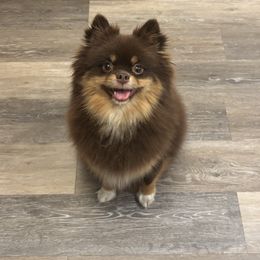 Pomeranian puppies from Pom Pom Pomskies and Pomeranians-TN