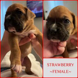 Strawberry - Fawn female Boxer puppy in Seaside, Oregon from Vincent's Pride Boxers ~ Dudley's Dream Boxers