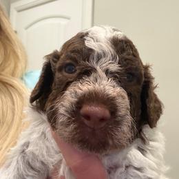 Boy 4 - Brown roan male Lagotto Romagnolo puppy in Sherman, Texas from Texas Lagottos