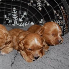 Cavapoo Puppies from Dogwood & Sassafras Companions