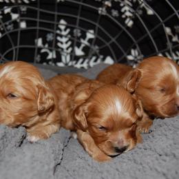 Cavapoo Puppies from Dogwood & Sassafras Companions