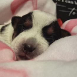 Bud - Blue male Australian Cattle Dog puppy in Fife Lake, Michigan from Kurczak Farm LLC