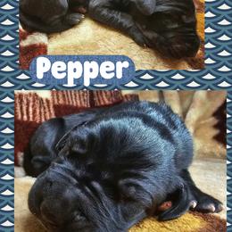Pepper - Black male Great Dane puppy in Wellsville, New York from Prophecy Danes
