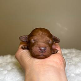 Maple - Red  female Goldendoodle puppy in Woodburn, Indiana from Lengachers Cuddly Doods