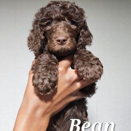 Bean - Brown male Poodle puppy in Dover, Delaware from Dogtastic Poodles