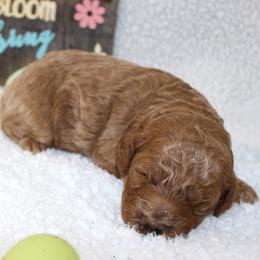 Reed - Apricot male Poodle puppy in Stokesdale, North Carolina from His and Hers Poodles and Doodles