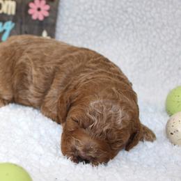Reed - Apricot male Poodle puppy in Stokesdale, North Carolina from His and Hers Poodles and Doodles