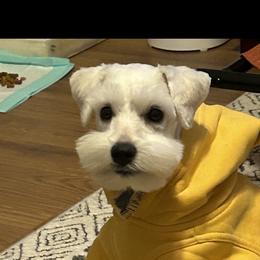 Miniature Schnauzer Puppies from JC miniature schnauzers