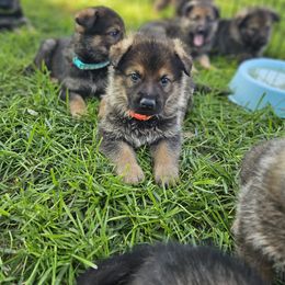 German Shepherd Puppies from Von Thomson Haus
