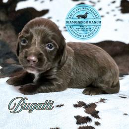 BUGATTI - Chocolate male Dachshund puppy in Columbia, Louisiana from Diamond 5R Ranch AKC & CKC Miniature Dachshunds