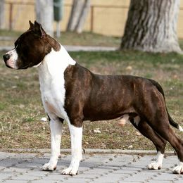 American Staffordshire Terrier Puppies from Diane Guilmette