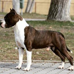 American Staffordshire Terrier Puppies from Diane Guilmette