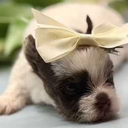 Summer (Dark Chocolate Parti) - Chocolate, tan and white female Yorkshire Terrier puppy in Tangipahoa County, Louisiana from Riche’ Louisiana Yorkies