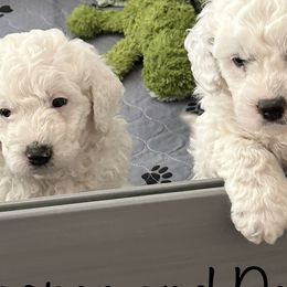 Bernedoodles from Heartland Kennels