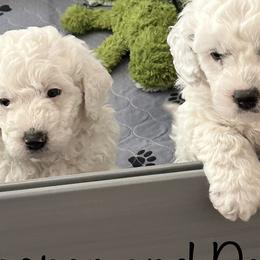 Bernedoodles from Heartland Kennels