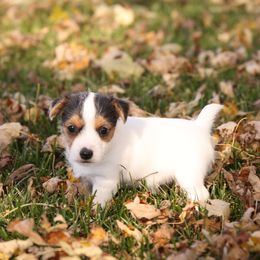 Dolly - Tri-color female Jack Russell Terrier puppy in West Bend, Iowa from Blue Skies Terriers