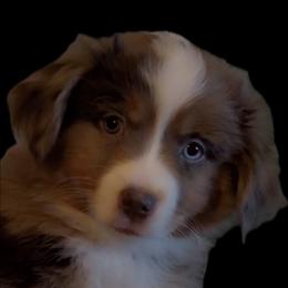 Irwin - Red merle male Miniature Australian Shepherd puppy in Deming, New Mexico from Rave'n Aussies of New Mexico