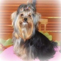 Yorkshire Terrier Puppies from Mirage Yorkies