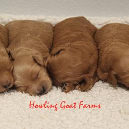 Goldendoodles from Howling Goat Farms and Doodles