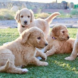 Goldendoodle Puppies from Deer Valley Doodles