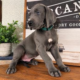 Denali - Blue male Great Dane puppy in Carencro, Louisiana from Halsey Danes