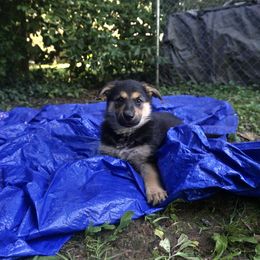 German Shepherd Puppies from Vom Raglinhaus German Shepherds