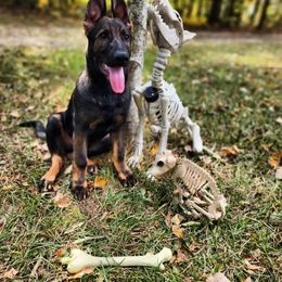 German Shepherd Puppies from Royalty German Shepherds