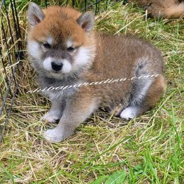 Shiba Inu Puppies from Shiba Paradise
