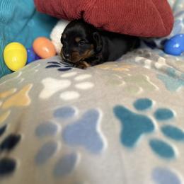 Dutton - Black and tan male Dachshund puppy in Temecula, California from Naomi Magee's Dachshund Kennel