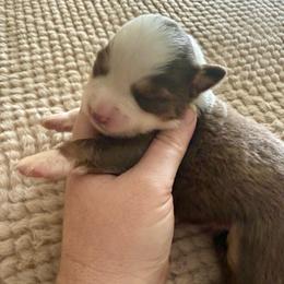 Girl1 - Red tri-color female Miniature American Shepherd puppy in Gatesville, Texas from Southern Promise Aussie’s