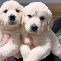 Silver - Cream female Dachshund puppy in Wahiawa, Hawaii from Versatile Ohana