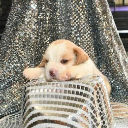 Jolene - Red and white female Beagle puppy in Viper, Kentucky from Mountain Top