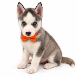 Kodiak - Gray and white male Siberian Husky puppy in Elmwood Park, Illinois from Goldens&MiniAussiesWithFinesse