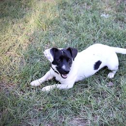 Jack Russell Terrier puppies from JBar Jacks