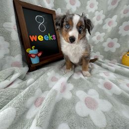Cuda - Blue merle Toy Australian Shepherd puppy in San Tan Valley, Arizona from Arcola Ranch Toy Aussies