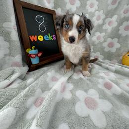 Cuda - Blue merle Toy Australian Shepherd puppy in San Tan Valley, Arizona from Arcola Ranch Toy Aussies