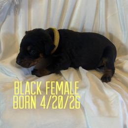 Olive - Black and rust female Doberman Pinscher puppy in Wellington, Ohio from Jessie (TDD, llc)