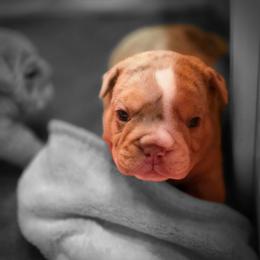 Boy 1 - Chocolate tri-color male Bulldog puppy in Lewisberry, Pennsylvania from Salted Rim Corgis