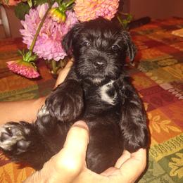 Miniature Schnauzer Puppies from Shenandoah Schnauzers
