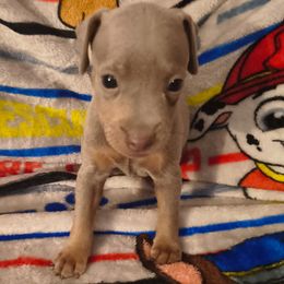 SASSY (X-MAS EVE AND DAY PICK UP AVAILABLE) - Blue and rust female Miniature Pinscher puppy in Cincinnati, Ohio from ALL AMERICAN K9 LLC