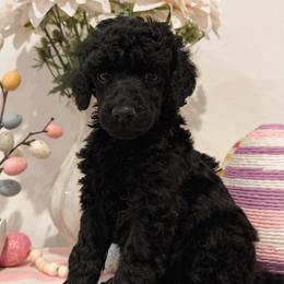 Ella - Black female Poodle puppy in Roseville, California from Aura & Luxe Poodles