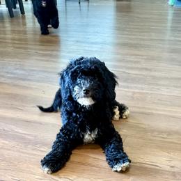 Bernedoodle Puppies from Michelle Green